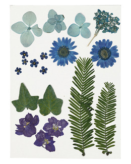 Torkade blommor och blad