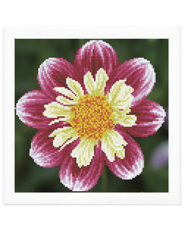 Diamond Dotz Daisy-A-Day Strikking, pynt, garn og strikkeoppskrifter