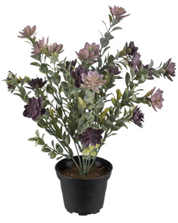 Konstväxt Succulent