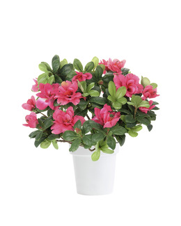 Konstväxt Azalea