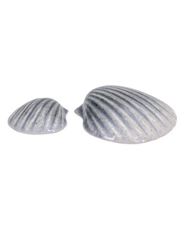 Pilgrimsmussla 2-Pack
