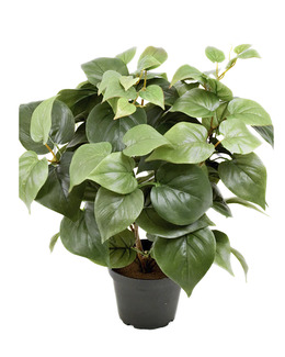 Konstväxt Philodendron