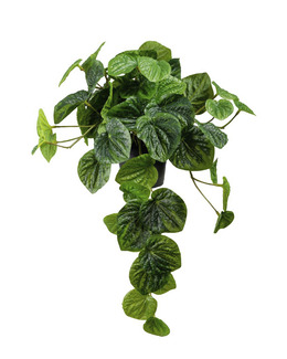Konstväxt Peperomia Hängande