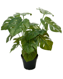 Konstväxt Monstera
