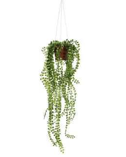 Konstväxt Pilea